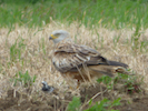 Buzzard